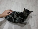 Batik - Tabby Cat