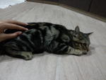 Batik - Tabby Cat