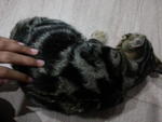 Batik - Tabby Cat