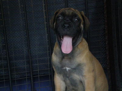 Bull Mastiff - Bullmastiff Dog