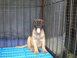 Bull Mastiff - Bullmastiff Dog