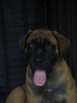 Bull Mastiff - Bullmastiff Dog