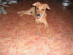 Jo Jo - Mixed Breed Dog