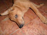 Jo Jo - Mixed Breed Dog