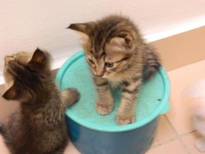 Kitties~~&lt;3 - Domestic Long Hair + Maine Coon Cat