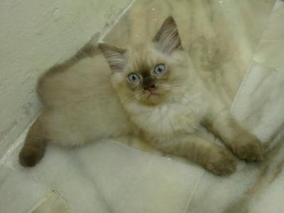 Aboy - Persian Cat