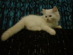 Merlin - Persian Cat