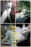 Blue (Adik) - Domestic Short Hair Cat