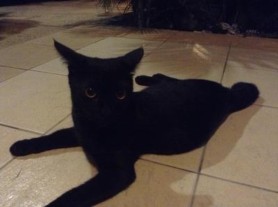 Shadow - Domestic Short Hair + Persian Cat