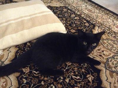 Blacky - Domestic Short Hair + Persian Cat