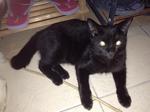 Blacky - Domestic Short Hair + Persian Cat