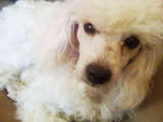 White Creamy Poodle Female - Poodle Dog