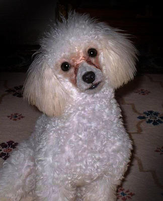 White Creamy Poodle Female - Poodle Dog