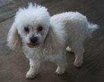 White Creamy Poodle Female - Poodle Dog