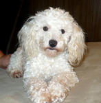 White Creamy Poodle Female - Poodle Dog