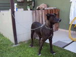 Joe - Great Dane Mix Dog