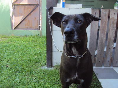 Joe - Great Dane Mix Dog