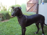 Joe - Great Dane Mix Dog