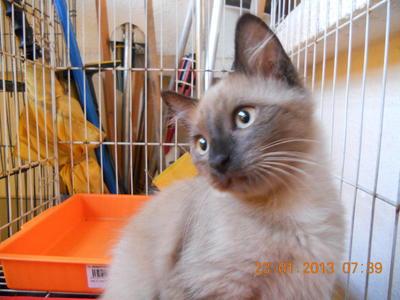 Coco - Siamese Cat