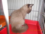 Coco - Siamese Cat