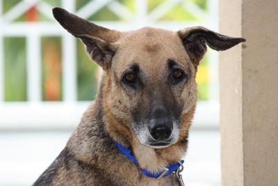 Renny - German Shepherd Dog Mix Dog