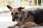 Renny - German Shepherd Dog Mix Dog