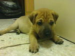 Cute Male Puppy  - Mixed Breed Dog