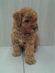 Red Toy Poodle For Sale - Poodle Dog