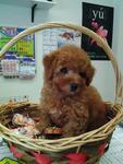 Red Toy Poodle For Sale - Poodle Dog