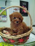 Red Toy Poodle For Sale - Poodle Dog