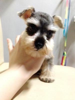 Mini Light Schnauzer Salt And Peppe - Schnauzer Dog