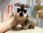 Mini Light Schnauzer Salt And Peppe - Schnauzer Dog
