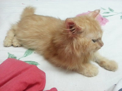 Tiger Jr - Persian + Domestic Long Hair Cat