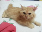 Tiger Jr - Persian + Domestic Long Hair Cat