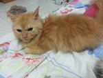 Tiger Jr - Persian + Domestic Long Hair Cat