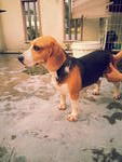 PF40243 - Beagle Dog