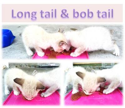 Long Tail &amp; Bob Tail - Siamese + Domestic Medium Hair Cat