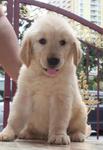 Golden Retriever - Golden Retriever Dog