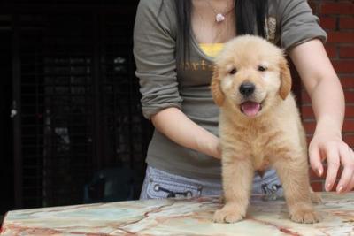 Golden Retriever - Golden Retriever Dog