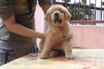 Golden Retriever - Golden Retriever Dog