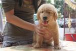 Golden Retriever - Golden Retriever Dog