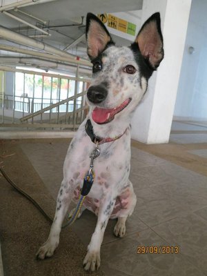  Super Spot - Pointer Mix Dog