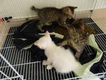 Cute Kitties Looking For A Home - Domestic Medium Hair + Maine Coon Cat