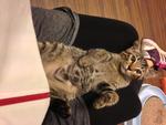 6 Month Short Tail Male Kitten - Domestic Short Hair Cat