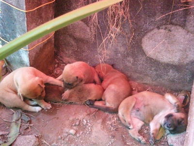 The 3 Musketeers - Mixed Breed Dog