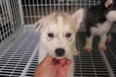 Cutie Siberian Husky Puppy  - Siberian Husky Dog