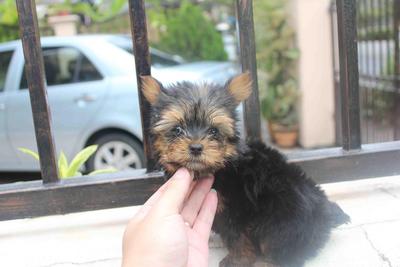 Adorable Yorkshire Terrier Puppy  - Yorkshire Terrier Yorkie Dog