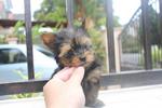 Adorable Yorkshire Terrier Puppy  - Yorkshire Terrier Yorkie Dog