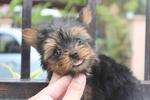 Adorable Yorkshire Terrier Puppy  - Yorkshire Terrier Yorkie Dog