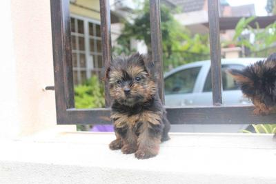 Adorable Silky Terrier Puppy  - Silky Terrier Dog